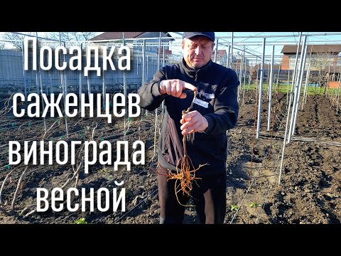 Видео: КАК ПРАВИЛЬНО ПОСАДИТЬ САЖЕНЕЦ ВИНОГРАДА ВЕСНОЙ И СОХРАНИТЬ ЕГО. МАКСИМАЛЬНО БЫСТРО И ЭФФЕКТИВНО