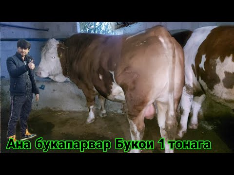 Видео: ФЕРМА И НАВ БУКА ПАРВАРИ ТАРЗИ ДОДАНИ ХУРОК ЯК РУЗА РАСХОД ВА ФОИДА БУКОИ ПАРОДА тел 111 11 57 80