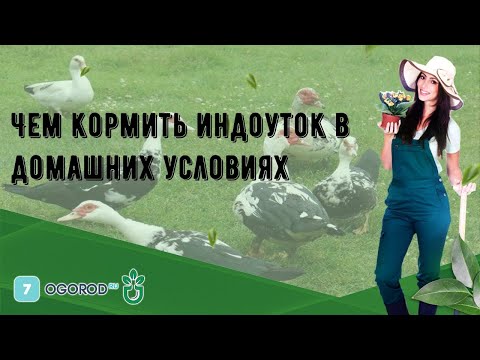 Видео: Чем кормить индоуток в домашних условиях