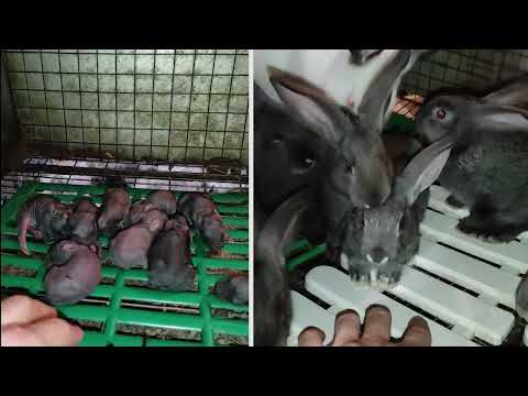 Видео: Окрол, который мог стать трагедией