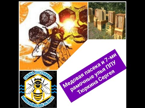 Видео: Медовая пасека +200 семей и +300 7-ми рамочных ППУ ульев Тюркина Сергея #козубовка #пчелопакеты