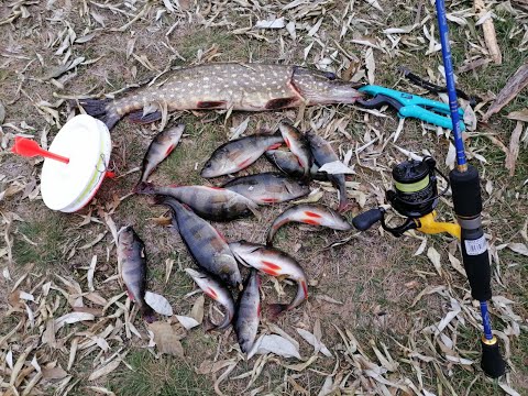 Видео: Наловил окуня ультралатом на микро джиг с ямы, что б потом ловить щуку кружками на живца. Осень 2021