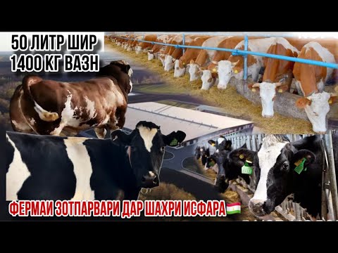 Видео: Фермаи зотпарвари шахри Исфара видео барои подписчикхо 23 октября 2025 г.