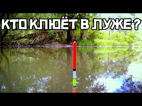 Видео: Рыбалка в лесной луже ШОКИРУЕТ! КРУПНЯК клюёт на поплавок! Это лещ?