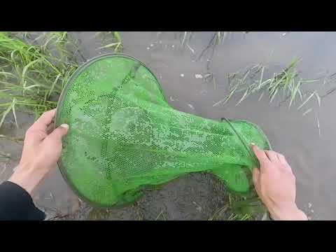 Видео: Рыбалка на реке Томь, в поисках язя и леща!