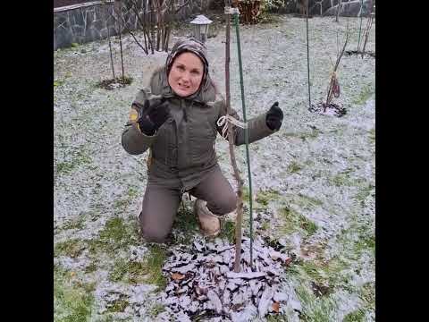 Видео: Осенние удобрение для растений