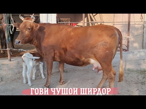Видео: ЯК САР ГОВИ ЧУШОИ ШИРДОР. ТЕЛ: +992 008 08 88 47🤙. 7 октября 2025 г