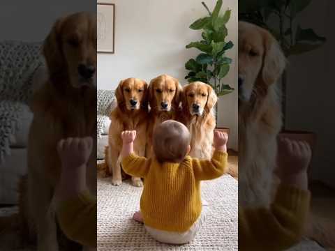 Видео: От Младенца Собаки Падают Кверху Животами. Один Ребёнок, Три Драматичные Собаки🐾