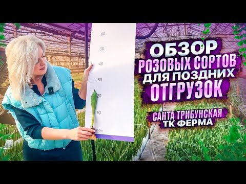 Видео: ОБЗОР РОЗОВЫХ СОРТОВ ТЮЛЬПАНОВ