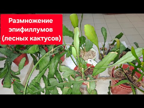 Видео: Эпифиллумы. Пересадка, деление, черенкование. Видео от 09.04.2025г.