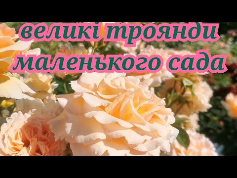 Видео: Плетисті троянди мого саду🌹Шукаю "ідеальну троянду" 😉