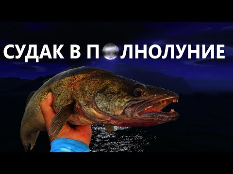 Видео: СУДАК ХИТРИТ В ПОЛНОЛУНИЕ! Ловля судака на джиг 2020. Рыбалка летом на спиннинг Azura Fortran