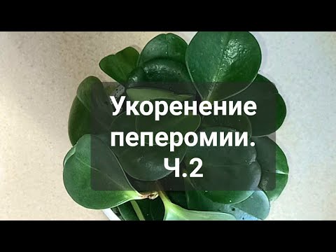 Видео: Комнатные растения. Укоренение пеперомии.Ч.2 #комнатныерастения#комнатныецветы#обзор#пеперомия