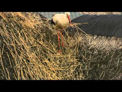 Видео: Дикая природа Германии (серия 1)