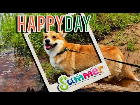 Видео: Корги на природе /Часть 2/Научился плавать!