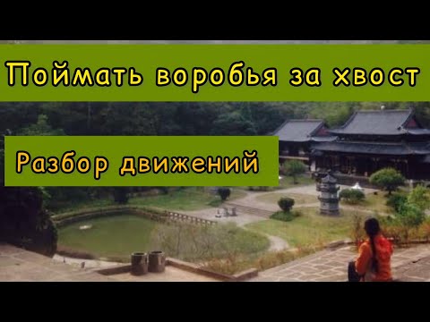 Видео: Поймать воробья за хвост. Разбор движений. Тайцзи.