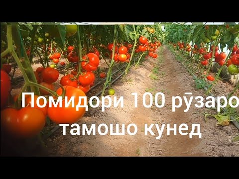 Видео: Помидори 100 рӯзаро тамошо кунен 88 202 2225