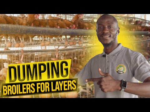 Видео: Как открыть птицеферму по разведению кур-несушек в Нигерии
