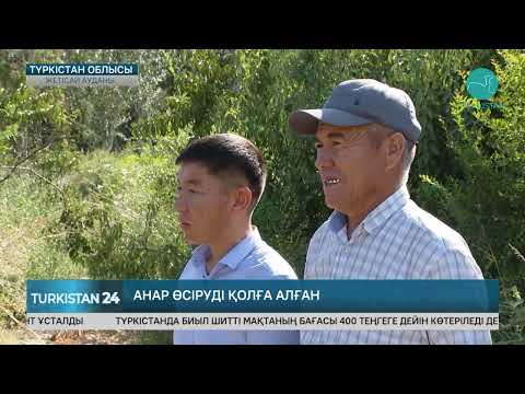 Видео: Жетісайлық шаруа анар өсіру ісін дамытып жатыр