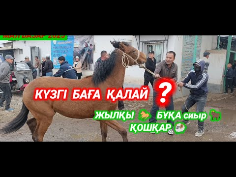 Видео: Абай мал базары | Мал базар 2025 | livestock market