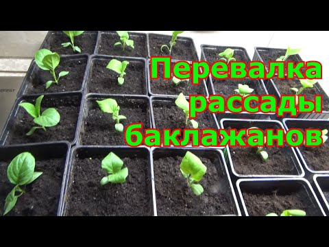 Видео: Как правильно пикировать баклажаны в домашних условиях - переваливать. Уход после пересадки