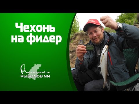 Видео: Чехонь на фидер Рыбалка на Волге на пенопласт с опарышем.