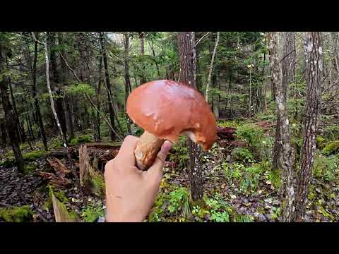 Видео: Грибы! Октябрь. Латвия 