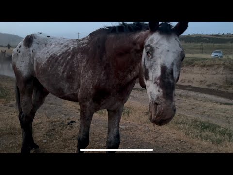Видео: Сокур Миллиондун уйуру21 мая 2025 г.