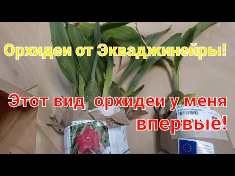 Видео: Орхидеи от поставщика из Эквадора!Распаковка!Я довольна!#орхидеи #orchid #цветы #flowers 