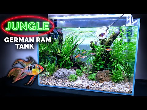 Видео: Учебное пособие по акваскейпу: Аквариум в стиле джунглей с немецким синим бараном (пошаговое руко...