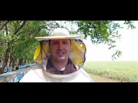 Видео: Стільки меду ми немали давно,робимо відводки,бородьба з роінням.Точок перший