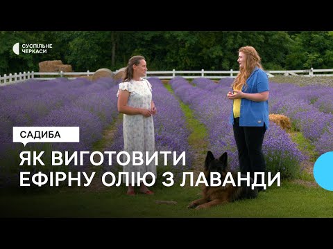 Видео: Англійська лікарська та бордюрна лаванда: особливості вирощування