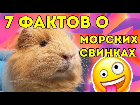 Видео: 7 ФАКТОВ о Морских Свинках | SvinkiShow