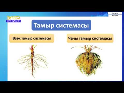 Видео: 6-класс | Биология |  Тамырдын өсүмдүк тиричилигиндеги жана адам үчүн мааниси