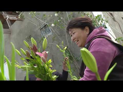 Видео: "Гүлдөр адамдын мээримин сезет"