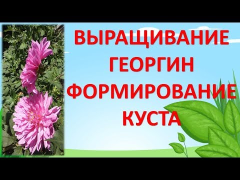 Видео: КАК ВЫРАЩИВАТЬ ГЕОРГИНЫ. Как сформировать куст георгина чтобы лучше цвел.