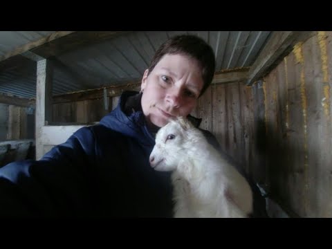 Видео: #козазаденьдоокота#Коза за день до окота/схватки у козы/мои советы/