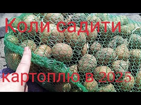 Видео: ЩОБ КАРТОПЛЯ ЩЕДРО ВРОДИЛА ВАЖЛИВО ПОДБАТИ ПРО ЦЕ ЗАВЧАСНО . Коли садити картоплю в 2025 року
