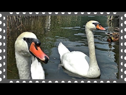 Видео: Белые лебеди дали людям знак. Почти мистика!