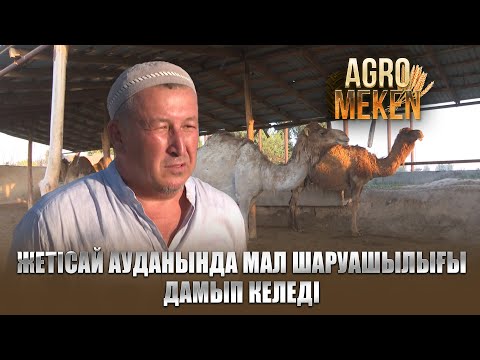 Видео: AGRO мекен | Жетісай ауданында мал шаруашылығы дамып келеді