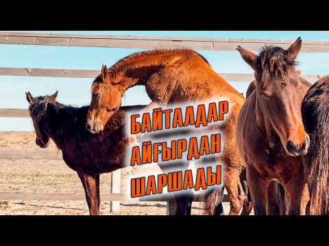 Видео: Екі қара көк айғыр байталдарды қабылдамады | Үшінші жирен айғыр әкеліп қостық.