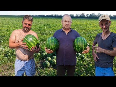 Видео: 🍉Волинський Кавун. Не думав що такий виросте❌ З Ярика розсади