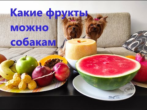 Видео: какие фрукты можно собаке
