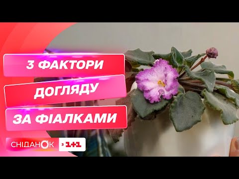 Видео: Правильный уход за фиалками: 3 фактора, чтобы растения жили, а не выживали