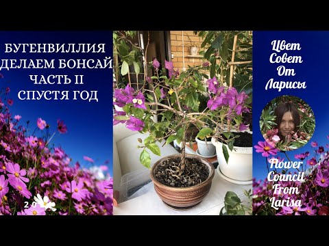 Видео: БУГЕНВИЛЛИЯ ДЕЛАЕМ БОНСАЙ ЧАСТЬ 2 - СПУСТЯ ГОД