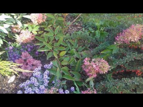 Видео: Размножение гортензии. Простой способ для ленивых