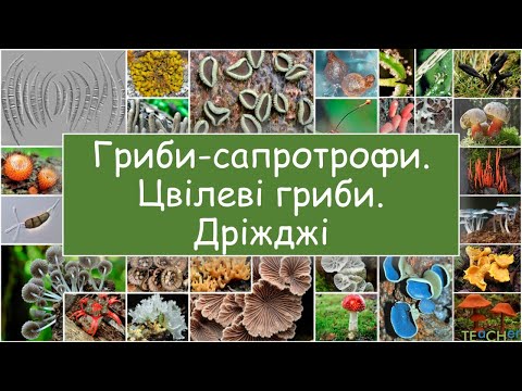 Видео: Гриби-сапротрофи. Цвілеві гриби. Дріжджі