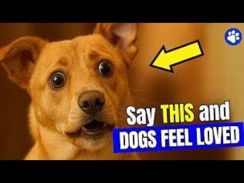 Видео: 6 слов, которые дадут вашей собаке понять, что вы её любите (мгновенно!) | Smart Dog