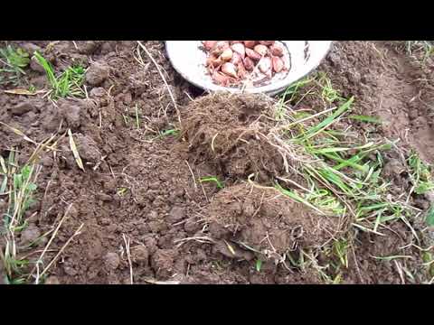 Видео: Посадка чеснока под солому.