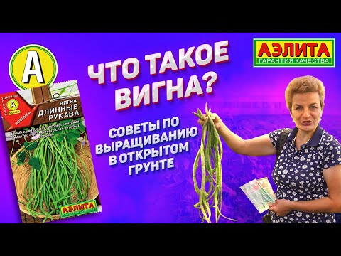 Видео: ВИГНА - ценная культура для здорового питания. Какие сорта выбрать?